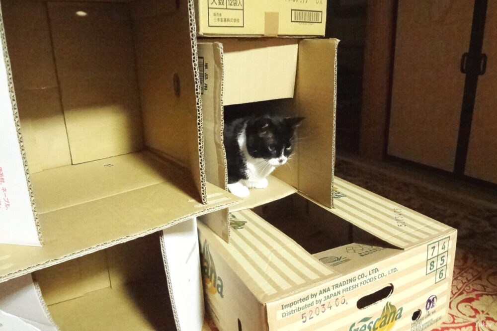 Sora in a Cardboard Box