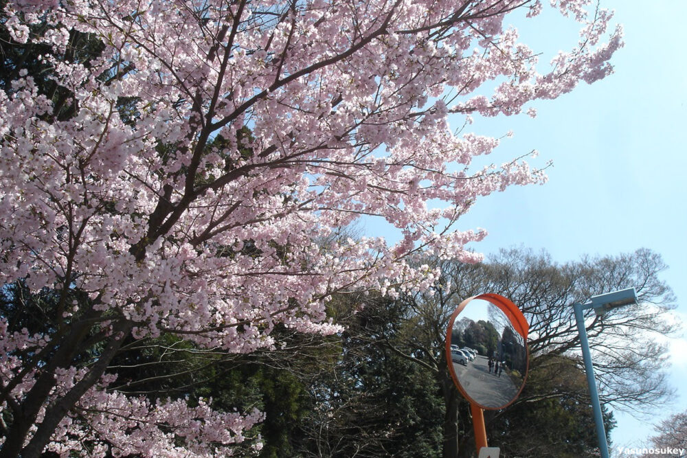 Cherry Blossoms at High School