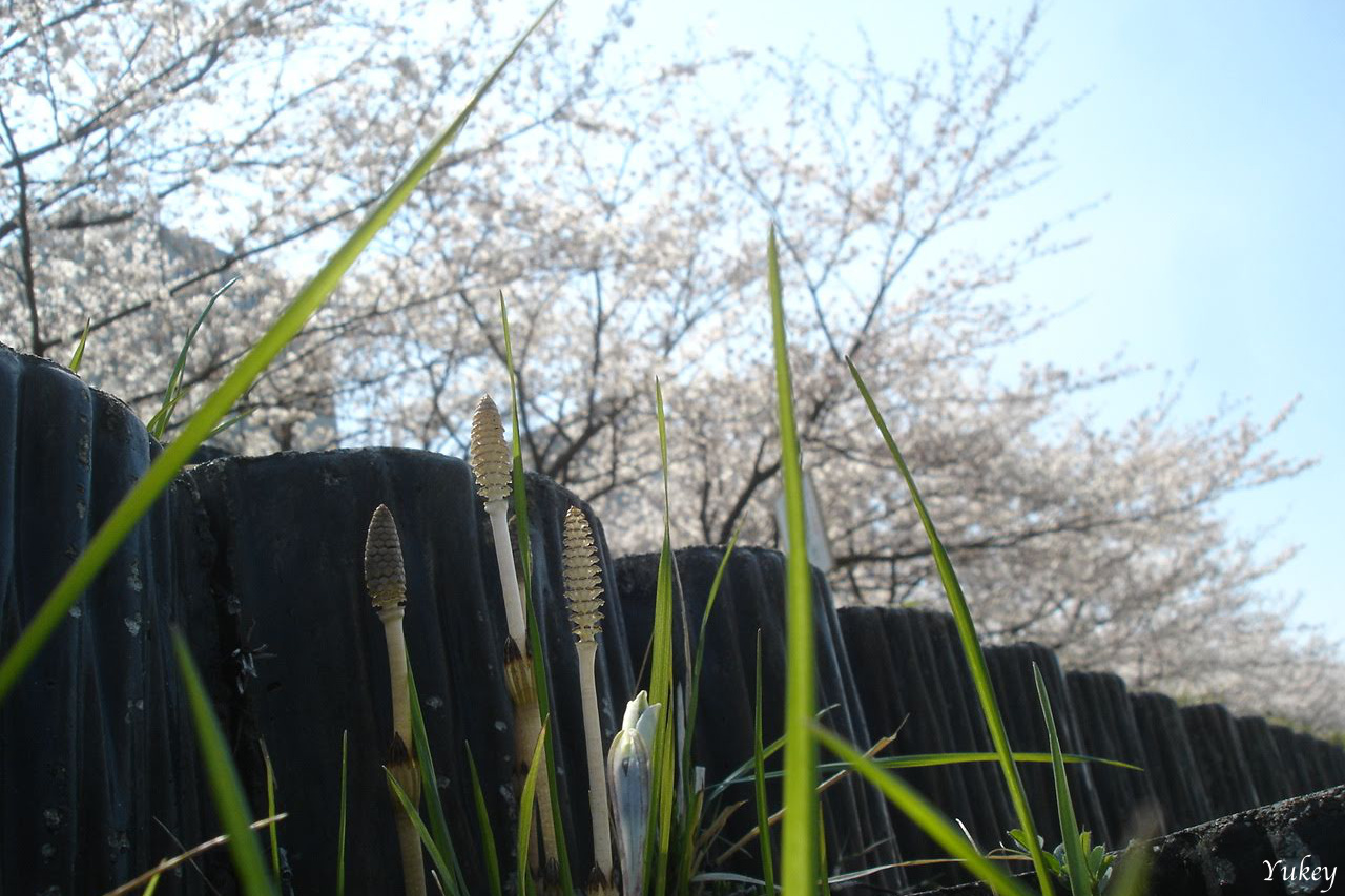 Shoots of Field-horsetail