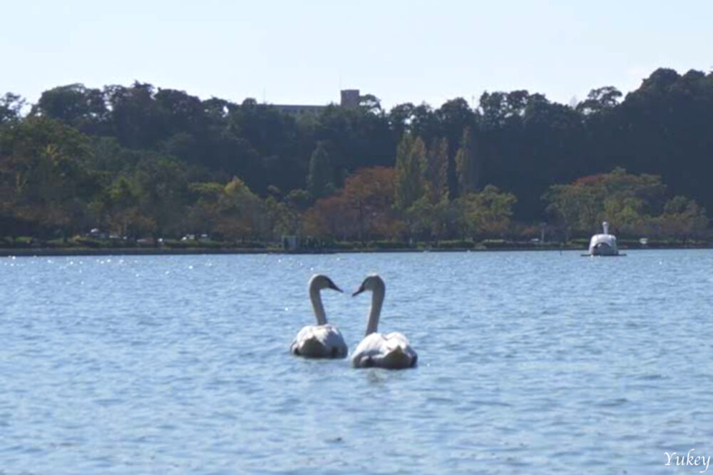 151018 A Pair Of Swans Senba Lake