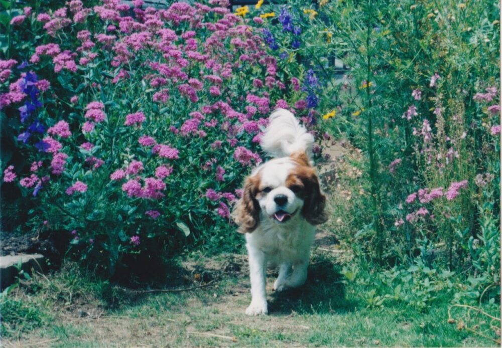 Chao in the Garden