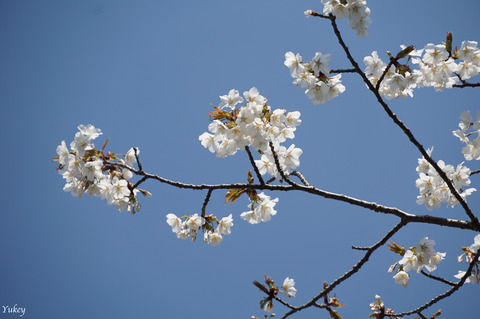 210324CherryBlossoms