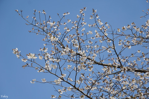 210324CherryBlossoms1